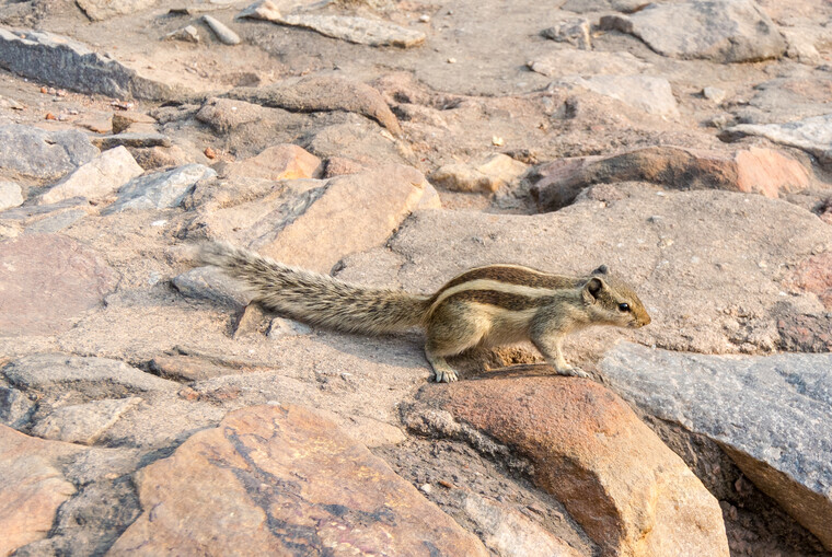 India 2014 - New Delhi 042.jpg